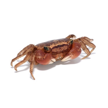 Red Apple Crab